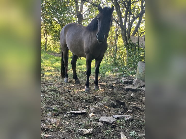 Konik Ruin 4 Jaar 142 cm Falbe in Kierling Klosterneuburg