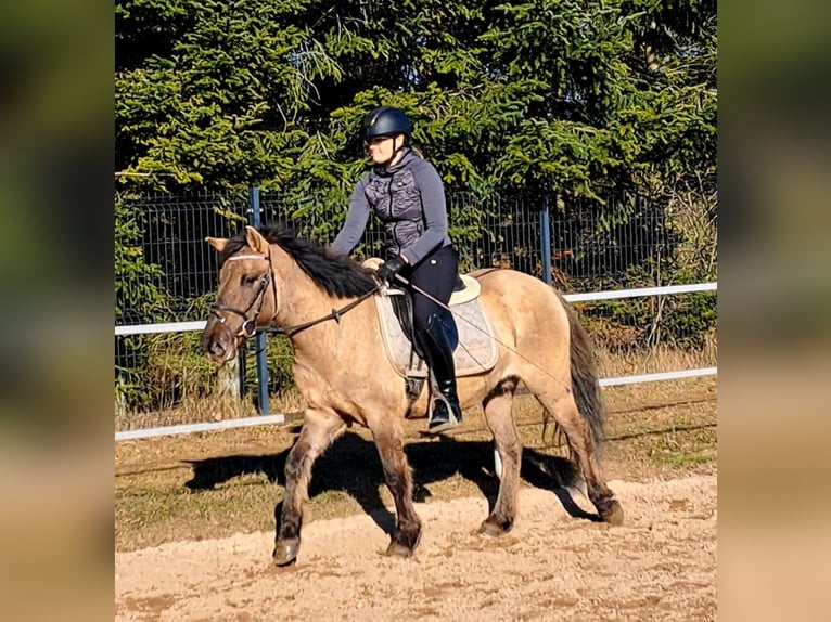 Konik Ruin 4 Jaar 144 cm Falbe in Forst