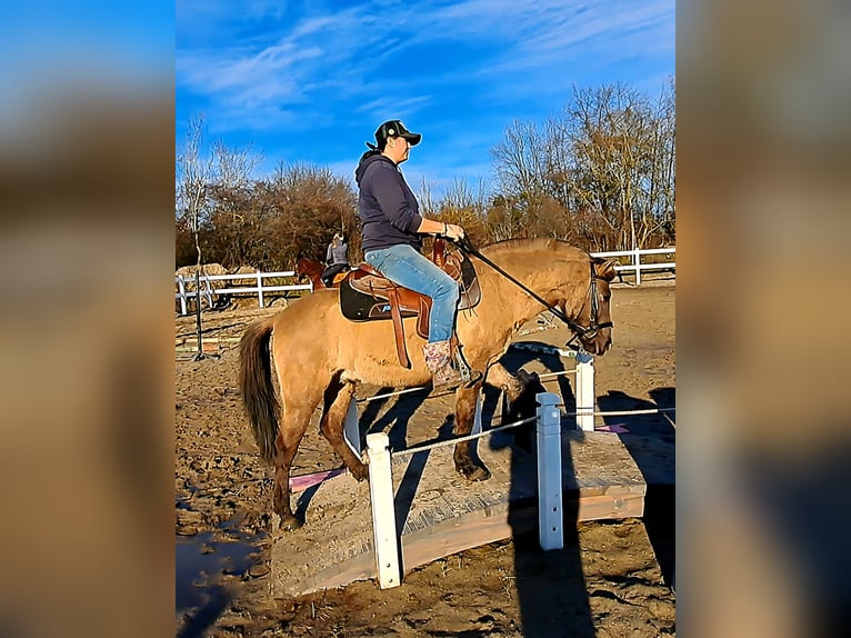 Konik Ruin 4 Jaar 145 cm Falbe in Forst