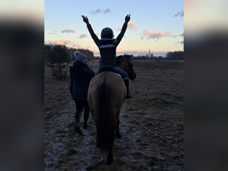 Konik Ruin 4 Jaar 145 cm Falbe in Forst