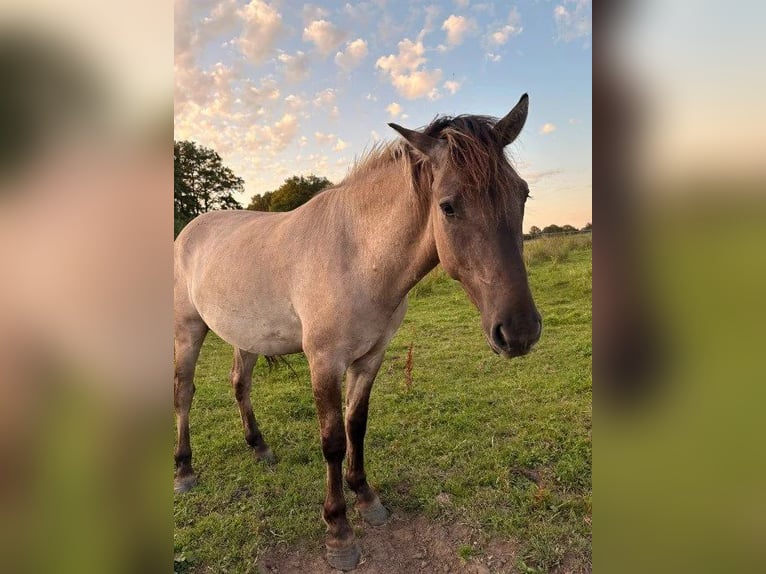 Konik Ruin 4 Jaar Falbe in Bargteheide