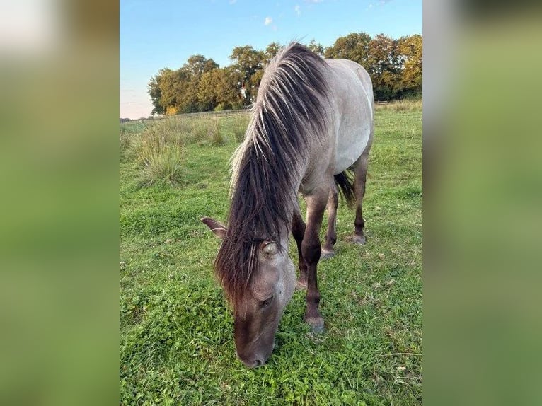 Konik Ruin 4 Jaar Falbe in Bargteheide