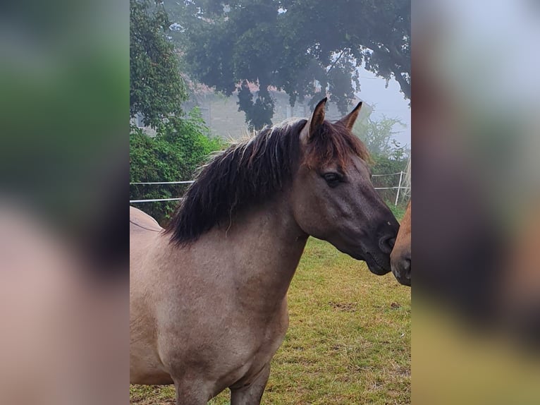 Konik Ruin 5 Jaar 134 cm Falbe in Welver