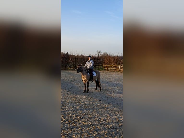 Konik Ruin 5 Jaar 140 cm Falbe in Radevormwald