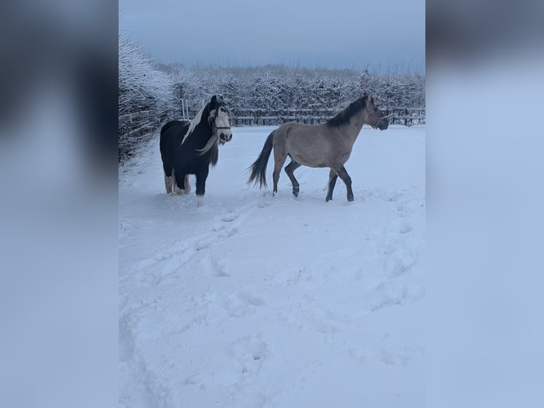 Konik Ruin 5 Jaar 140 cm Falbe in Radevormwald
