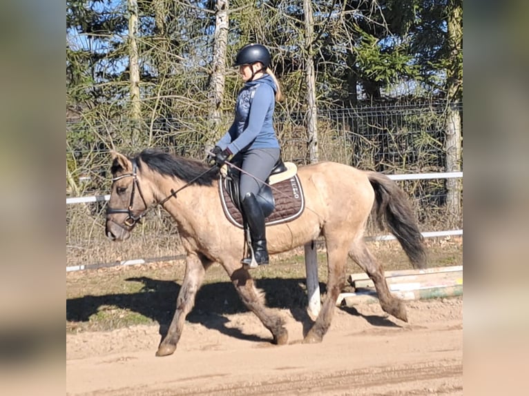 Konik Ruin 5 Jaar 141 cm Falbe in Forst