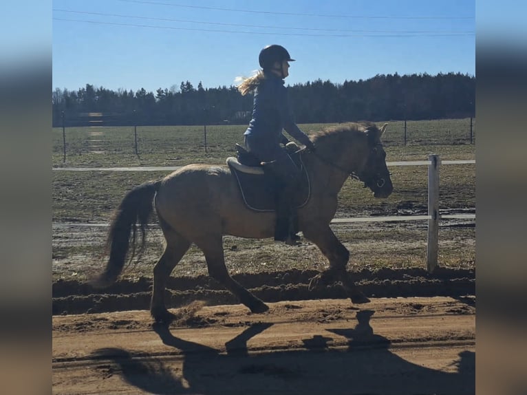 Konik Ruin 5 Jaar 141 cm Falbe in Forst