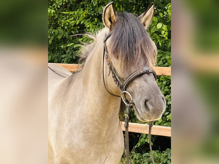 Konik Ruin 5 Jaar 144 cm Grullo in Ursensollen
