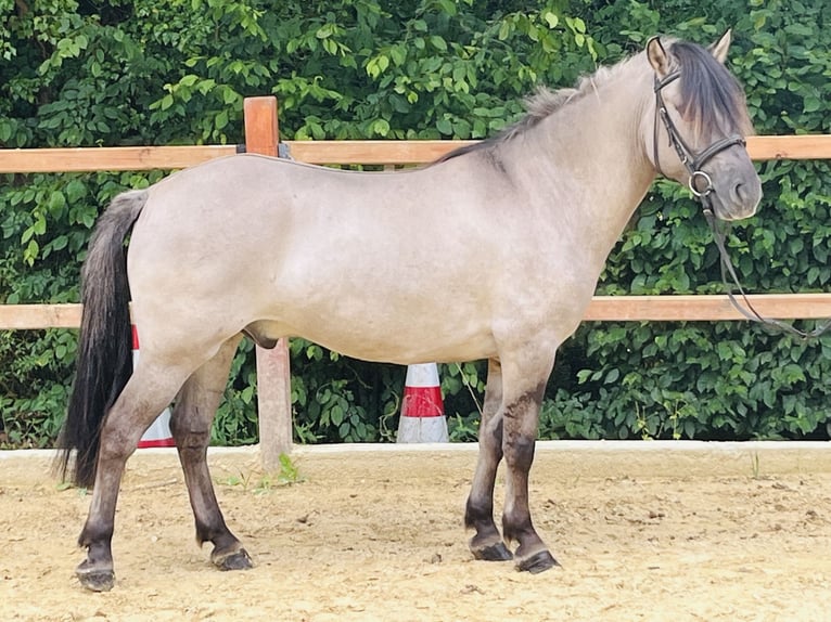 Konik Ruin 5 Jaar 144 cm Grullo in Ursensollen