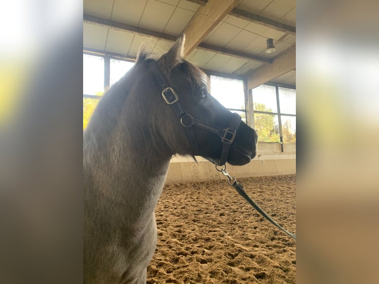 Konik Ruin 6 Jaar 135 cm Grullo in Niederzier