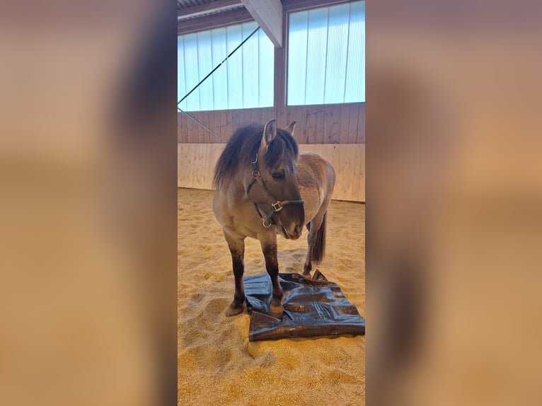 Konik Ruin 7 Jaar 140 cm Falbe in Falkenstein