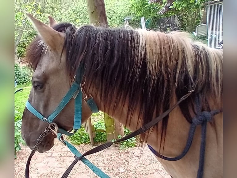 Konik Ruin 7 Jaar 140 cm Grullo in Erps-Kwerps