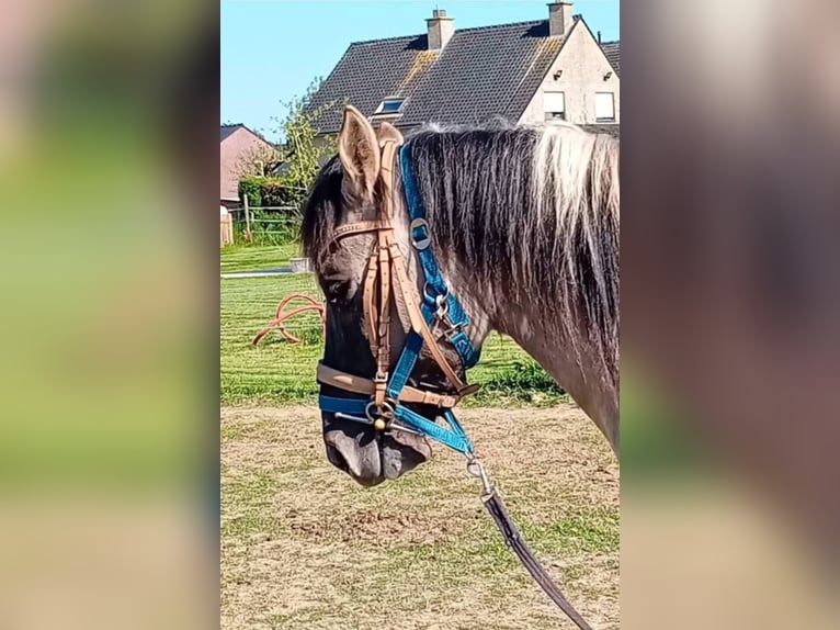 Konik Ruin 7 Jaar 140 cm Grullo in Erps-Kwerps