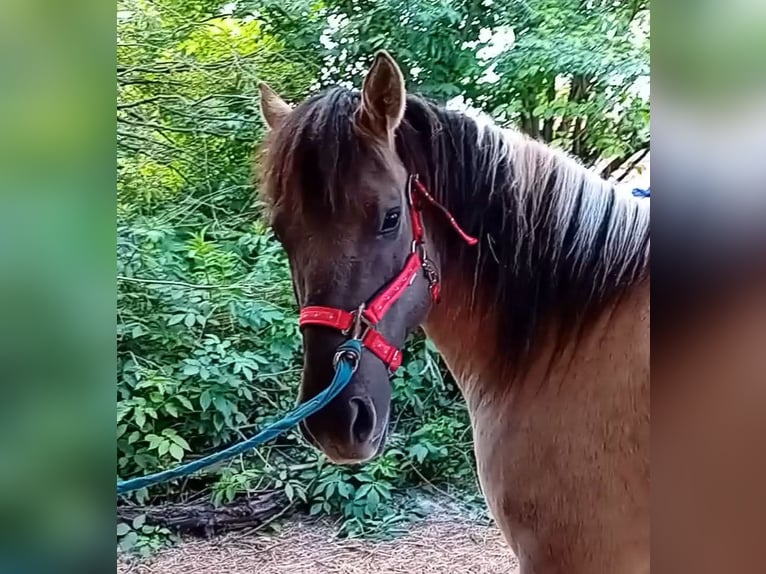 Konik Ruin 7 Jaar 140 cm Grullo in Erps-Kwerps
