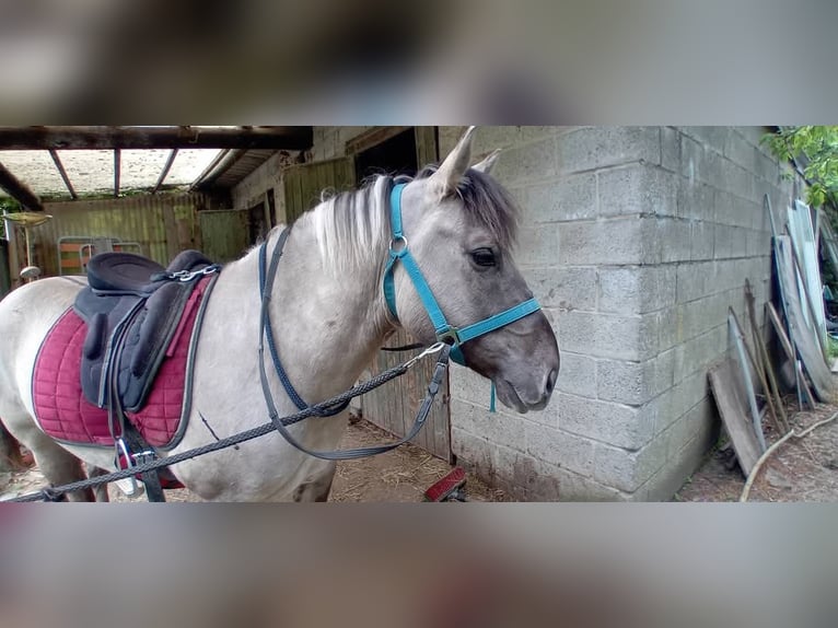 Konik Ruin 7 Jaar 140 cm Grullo in Erps-Kwerps