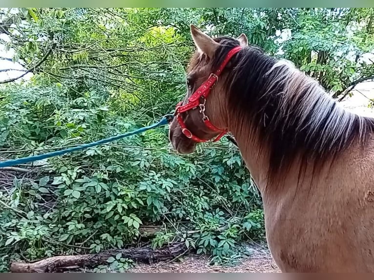 Konik Ruin 7 Jaar 140 cm Grullo in Erps-Kwerps