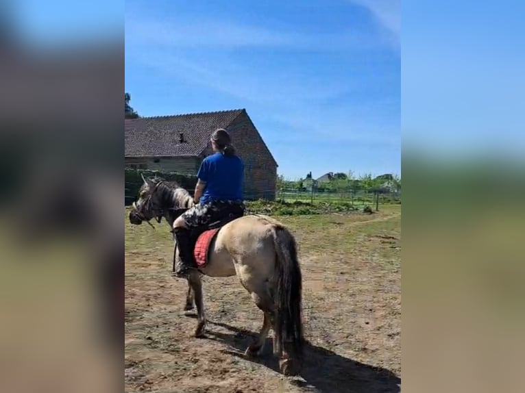 Konik Ruin 7 Jaar 140 cm Grullo in Erps-Kwerps
