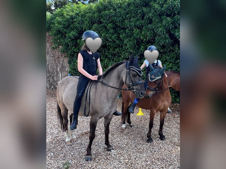 Konik Ruin 9 Jaar 120 cm Falbe in Schwabenheim