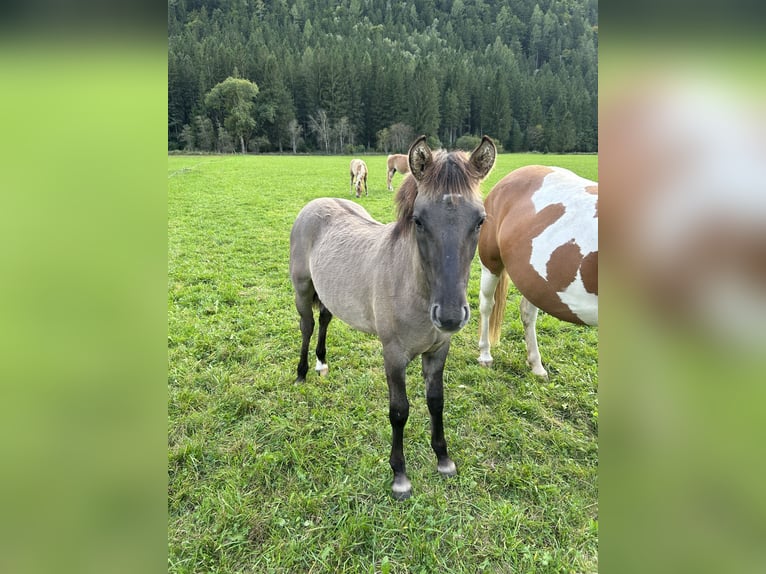 Konik Mestizo Semental 1 año 140 cm Bayo in Glödnitz