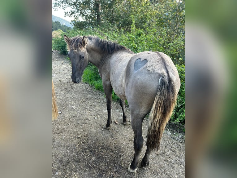 Konik Mestizo Semental 1 año 140 cm Bayo in Glödnitz