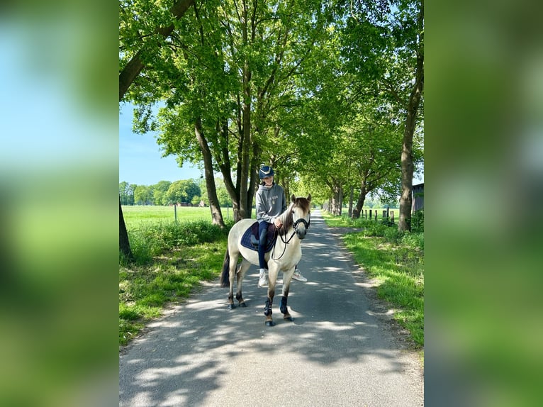 Konik Semental 5 años 138 cm  in Löningen