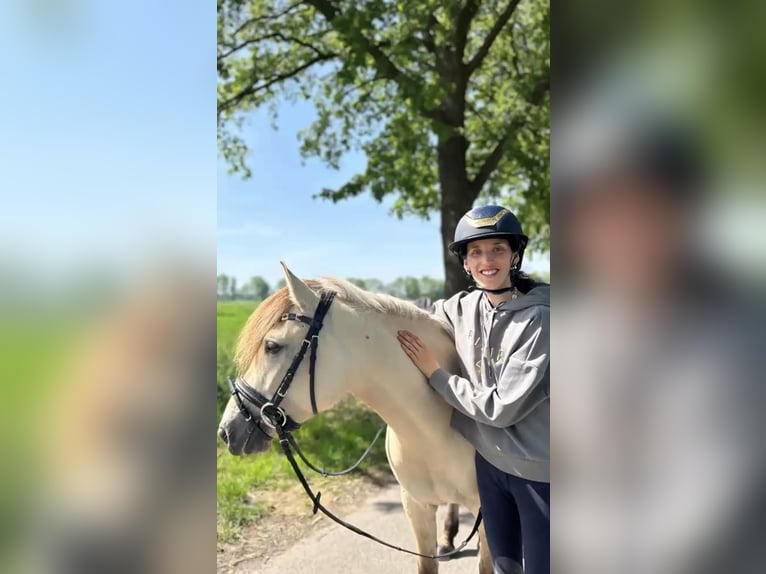Konik Semental 5 años 138 cm  in Löningen