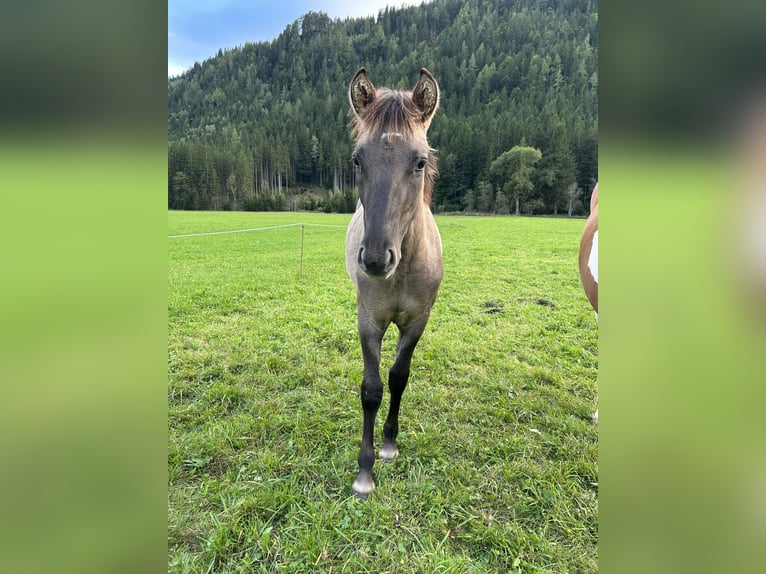 Konik Mix Stallion 1 year 13,2 hh Dun in Glödnitz