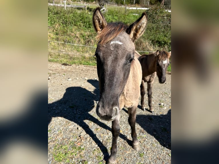Konik Mix Stallion 1 year 13,2 hh Dun in Glödnitz