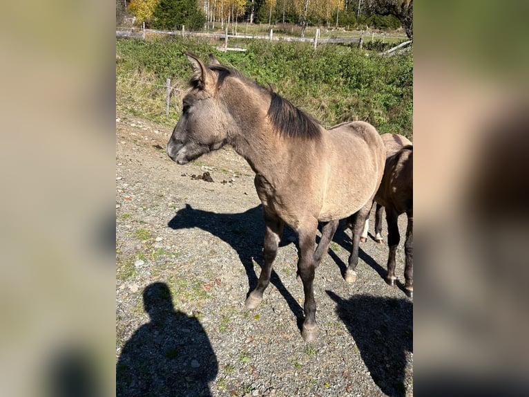 Konik Mix Stallion 1 year 13,2 hh Dun in Glödnitz