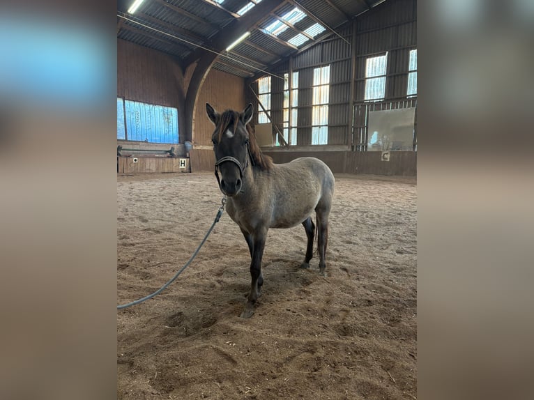 Konik Stallion 2 years 13,1 hh Grullo in Sipbachzell