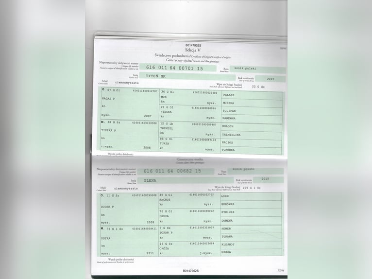 Konik Mix Stallion 2 years 14,1 hh Grullo in Calden
