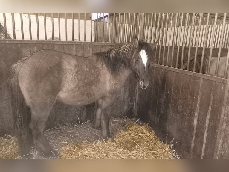 Konik Mix Stallion 2 years 14,1 hh Grullo in Calden