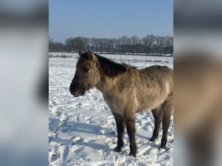 Konik Stallion 3 years 12,2 hh Grullo in Assen