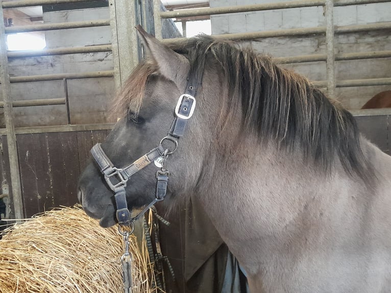 Konik Stallion 6 years 13,1 hh Dun in Niederzier Konik Stallion 6 years 13,1 hh Dun in Niederzier