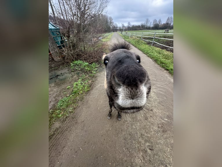 Konik Mix Stallone 1 Anno 125 cm Falbo in Issum