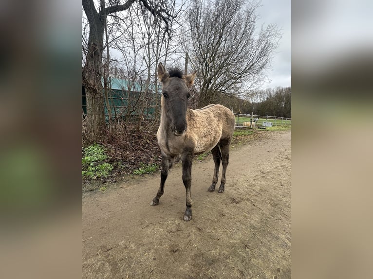 Konik Mix Stallone 1 Anno 125 cm Falbo in Issum