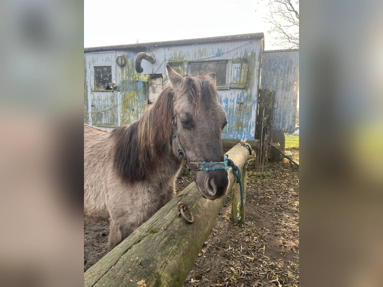 Konik Mix Stallone 2 Anni 120 cm Falbo in Neu Heinde