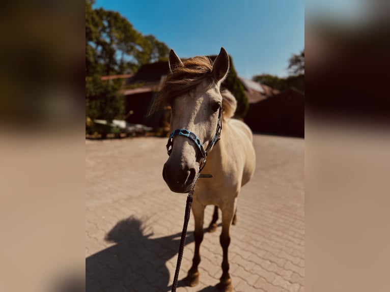 Konik Stallone 5 Anni 138 cm  in Löningen