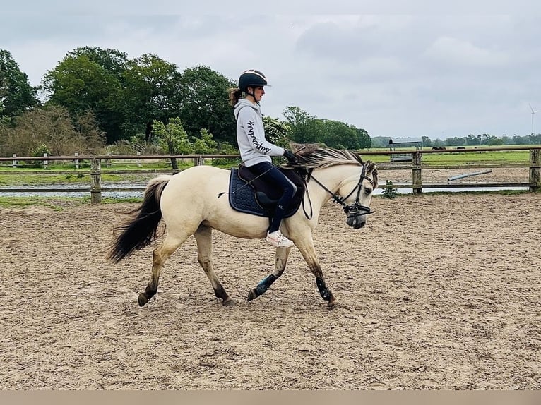Konik Stallone 5 Anni 138 cm  in Löningen