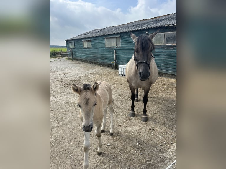 Konik Sto 15 år 145 cm in Leiden