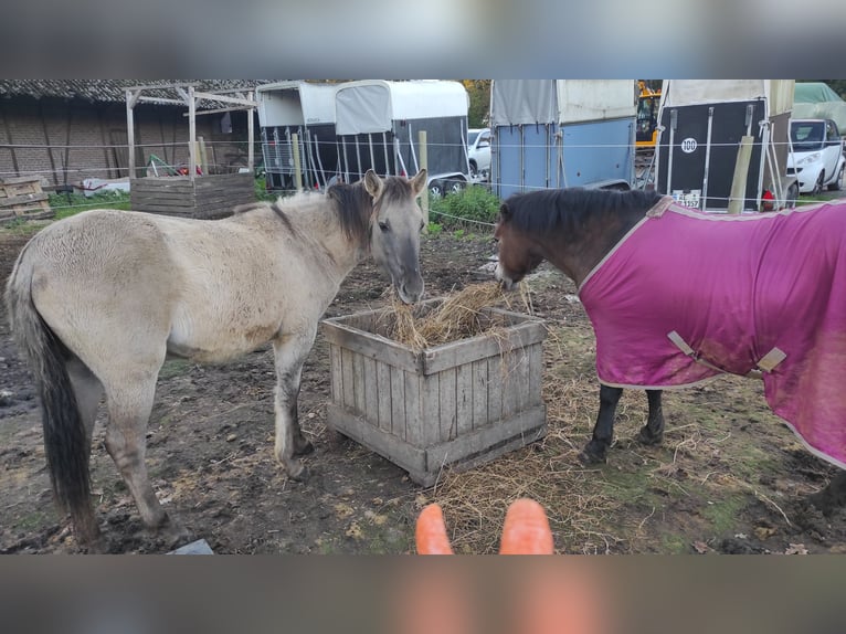 Konik Sto 1 år 130 cm in Castrop-Rauxel