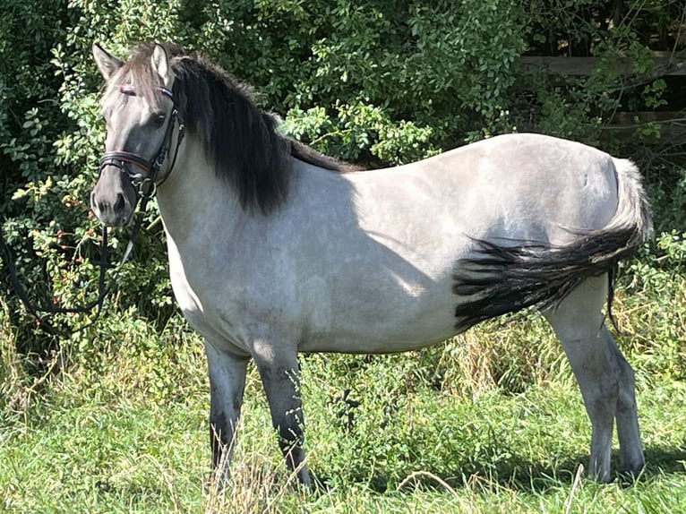 Konik Sto 3 år 130 cm Black in Ursensollen