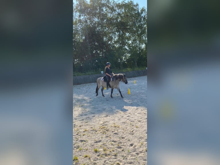 Konik Sto 7 år 130 cm in Tittmoning