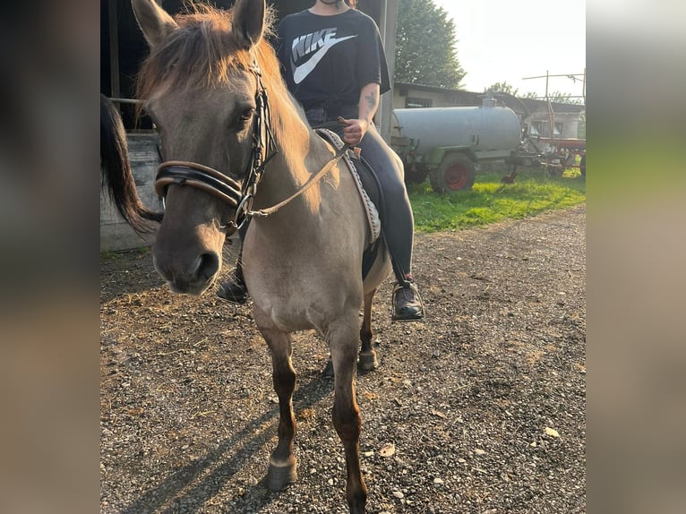 Konik Sto 7 år 135 cm in Linkenbach