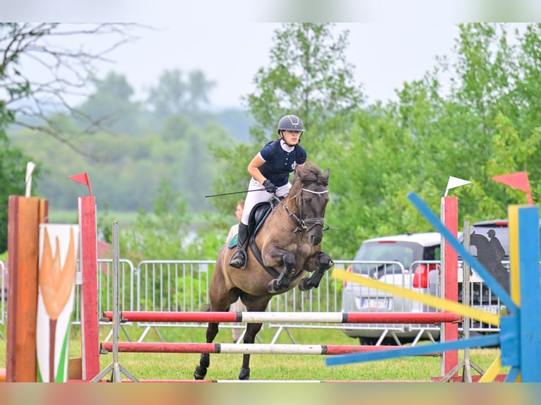 Konik Sto 7 år 137 cm in Kudypy