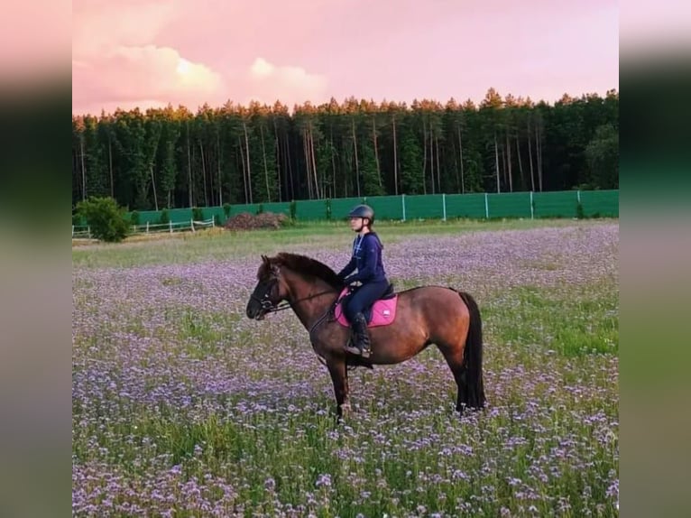 Konik Sto 7 år 137 cm in Kudypy