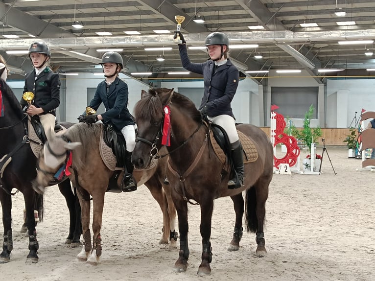 Konik Sto 7 år 137 cm in Kudypy