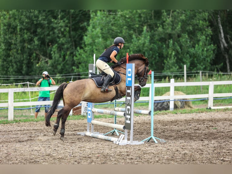 Konik Sto 7 år 137 cm in Kudypy