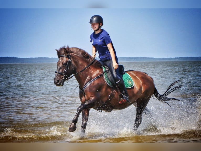 Konik Sto 7 år 137 cm in Kudypy