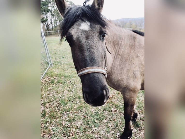 Konik Sto 8 år 130 cm in Pottenstein